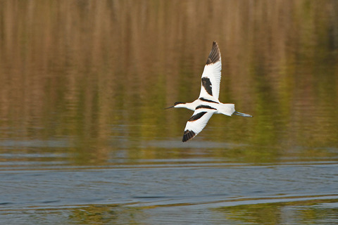 DSC_1915.jpg
