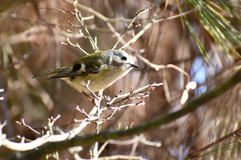 DSC_1923.jpg