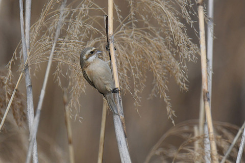 DSC_1944.jpg