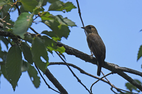 DSC_1944.jpg