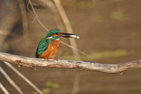 DSC_1944.jpg