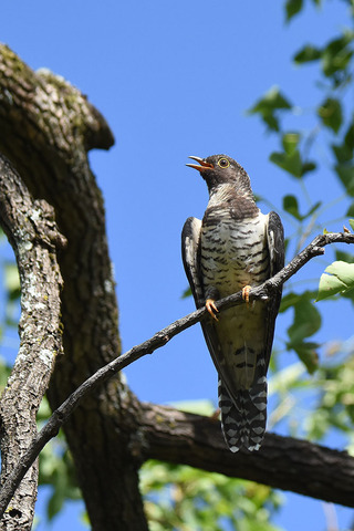 DSC_1952.jpg