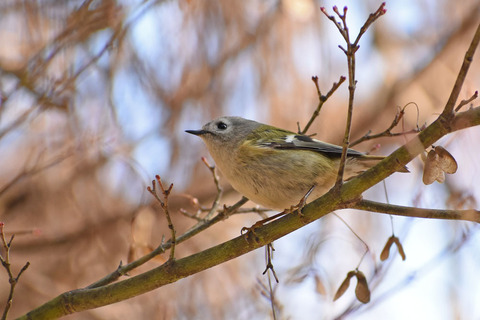 DSC_1966.jpg
