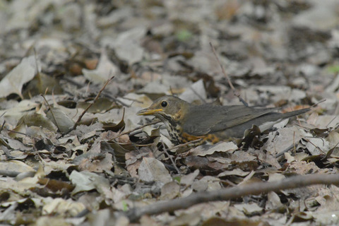 DSC_1977.jpg