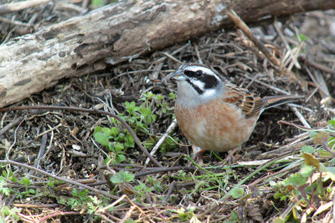 DSC_1983.jpg