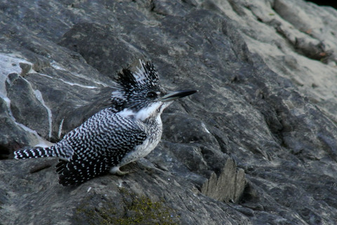 DSC_2005.jpg