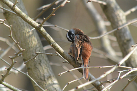 DSC_2021.jpg