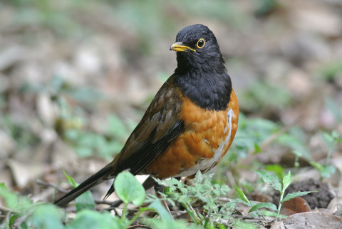 DSC_2021.jpg