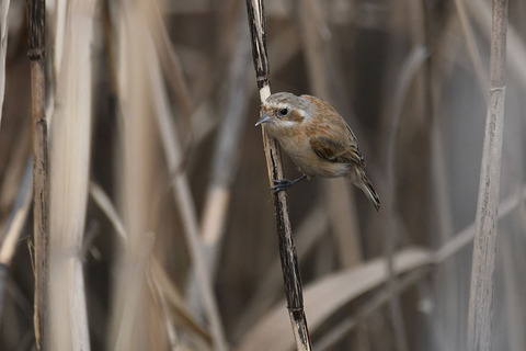 DSC_2033.jpg