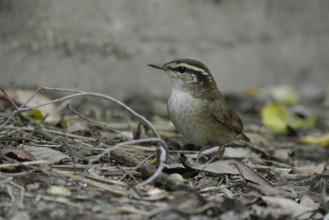 DSC_2035-1.jpg