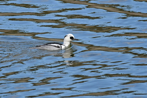 DSC_2035.jpg
