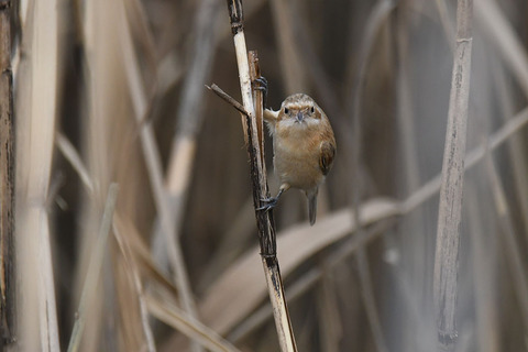 DSC_2061.jpg