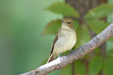 DSC_2066.jpg