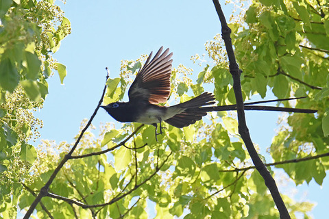 DSC_2066s.jpg