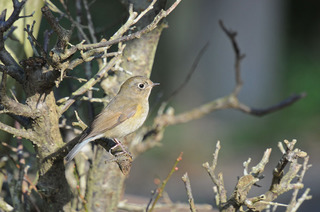 DSC_2078.jpg