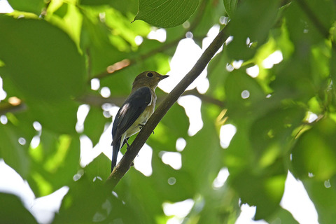 DSC_2088.jpg