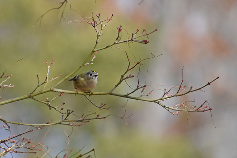 DSC_2117.jpg