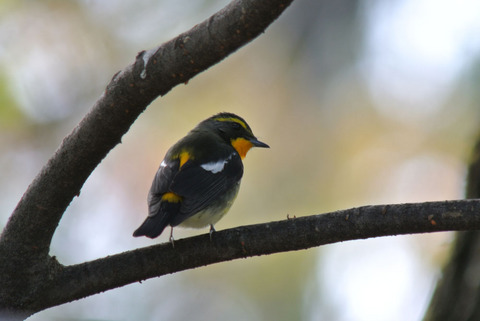DSC_2133.jpg