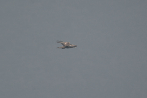 DSC_2137.jpg