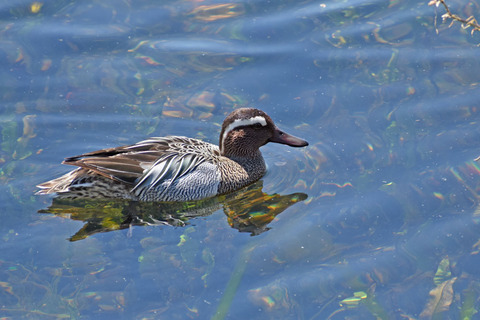 DSC_2171.jpg