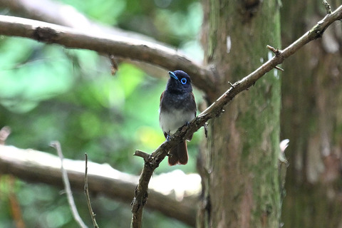 DSC_2175.jpg