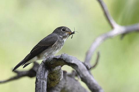 DSC_2176.jpg