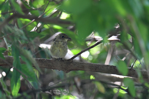 DSC_2176.jpg