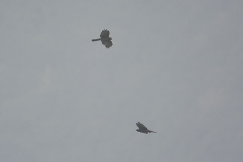 DSC_2184.jpg
