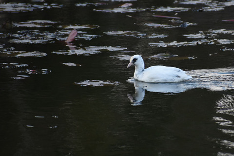 DSC_2195.jpg