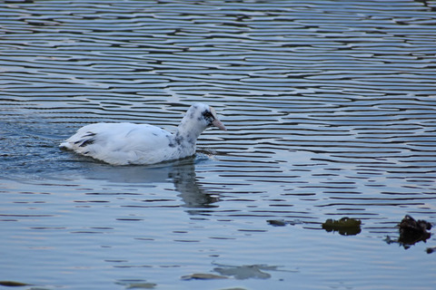 DSC_2205.jpg