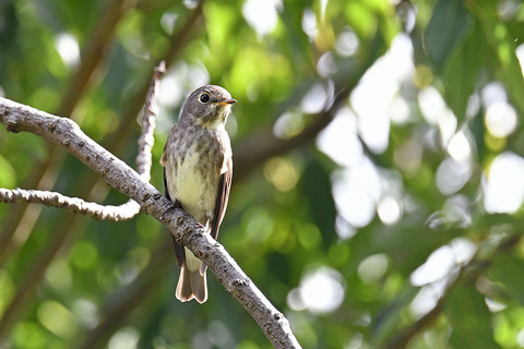 DSC_2206.jpg