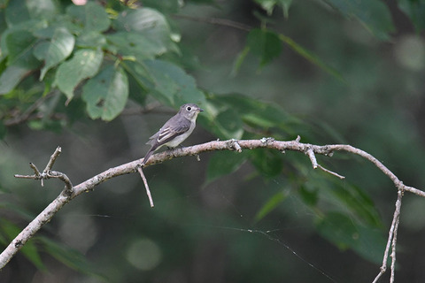 DSC_2206.jpg