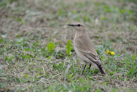 DSC_2255.jpg