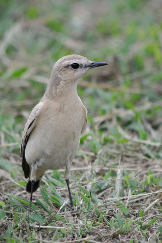 DSC_2261.jpg