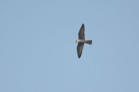DSC_2262.jpg