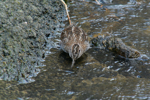 DSC_2266.jpg