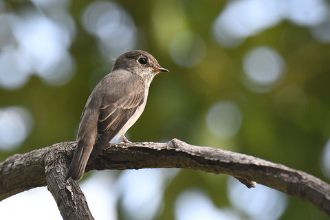 DSC_2267.jpg