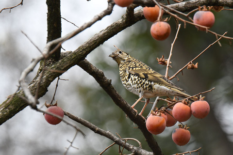DSC_2269.jpg