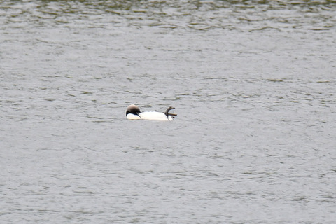 DSC_2277.jpg