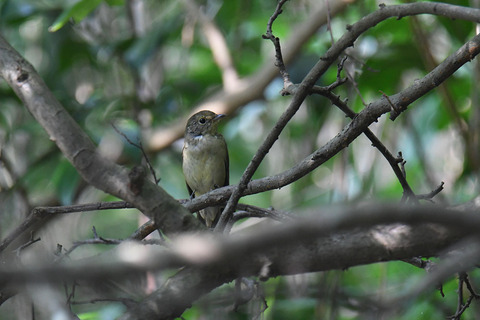 DSC_2279.jpg