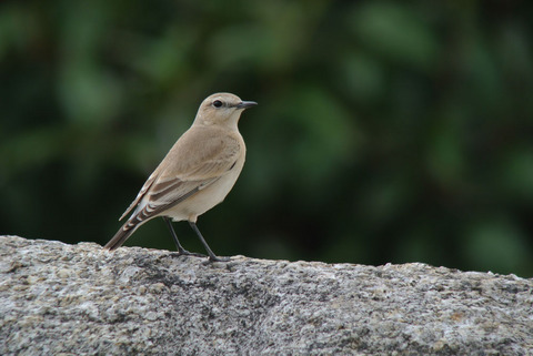 DSC_2282.jpg