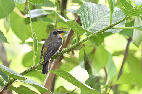 DSC_2291.jpg