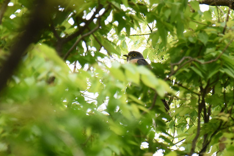 DSC_2301.jpg