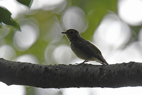 DSC_2305.jpg