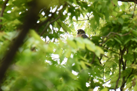 DSC_2310.jpg