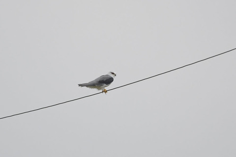 DSC_2315.jpg