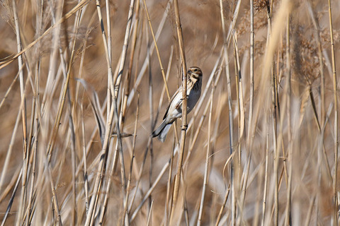 DSC_2334.jpg