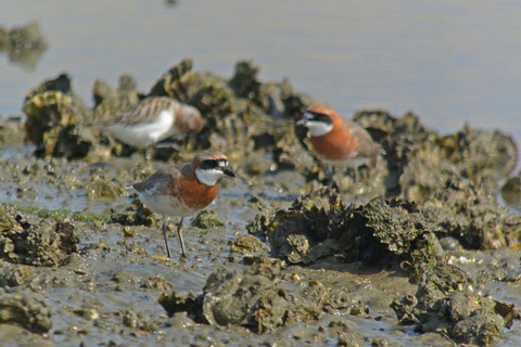 DSC_2342.jpg