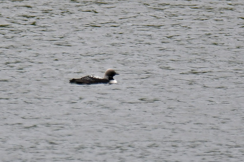 DSC_2346.jpg