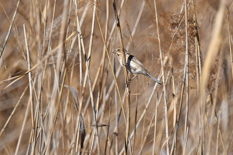 DSC_2348.jpg